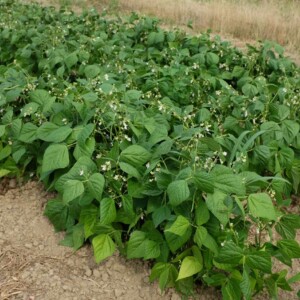 Haricot Rigalex Bio - 100 grammes