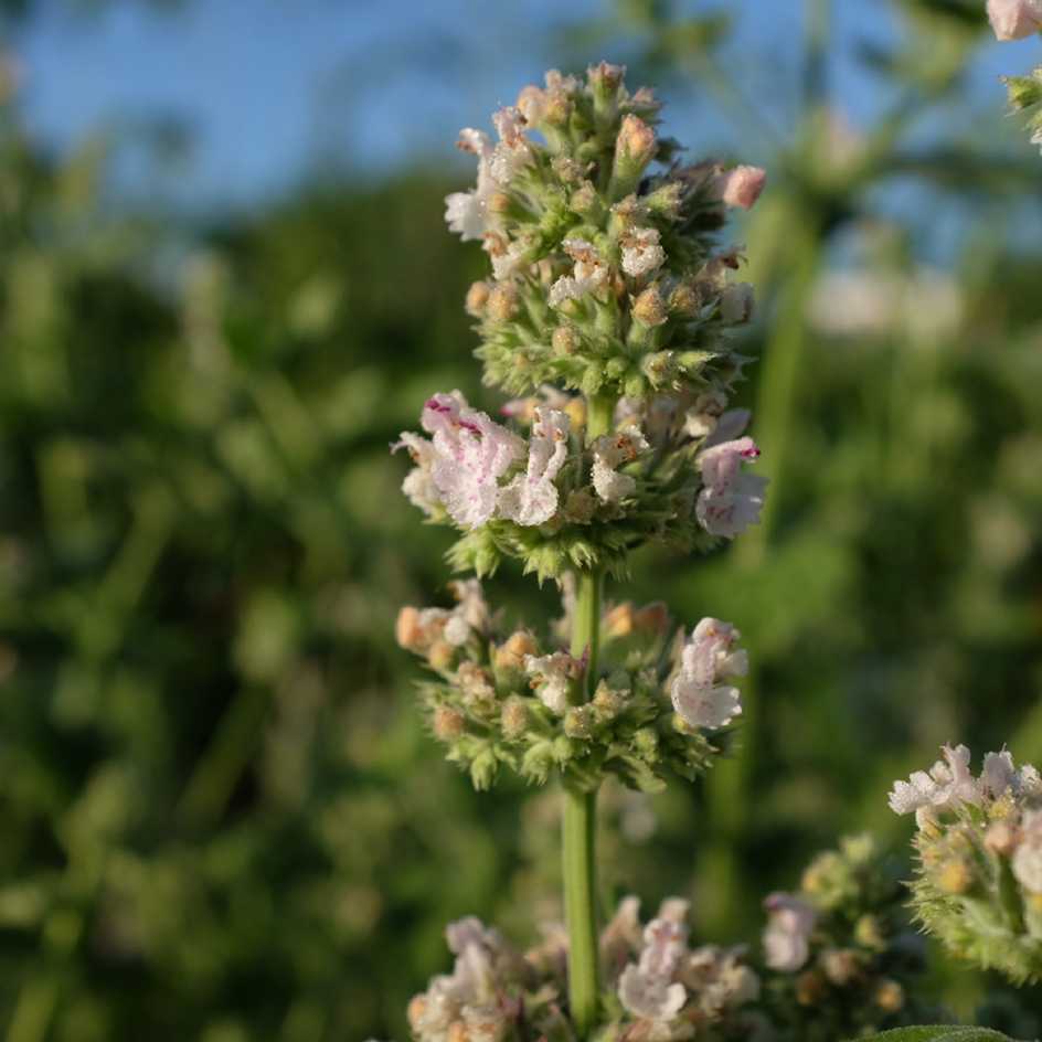 Cataire à odeur de citron - Nepeta cataria