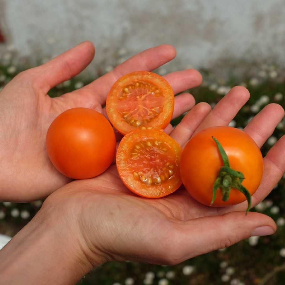 Tomates oranges