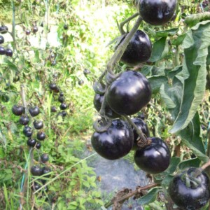Tomate Indigo Rose Bio - 0,1 gramme C1