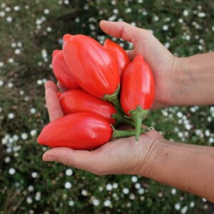 Aubergine Africaine Red Egg Bio - 0,25 gramme C1