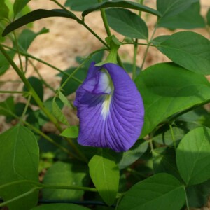 Clitoria ternatea Bio - 20 graines