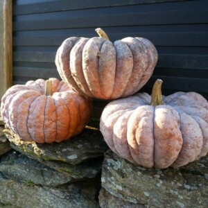 Courge Chirimen Bio - 12 graines