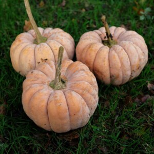 Courge Musquée Kikuza Bio - 12 graines