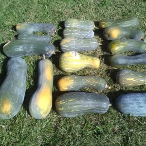 Courge Pleine de Naples Bio - 12 graines