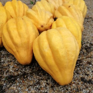 Courge Thelma Sanders Sweet Potato Bio - 12 graines