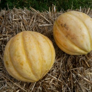 Melon Ancien Vieille France Bio - 1 gramme
