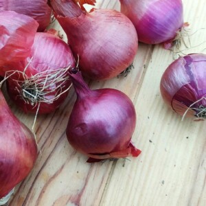 Oignon de Saint-Turjan Bio - 1 gramme