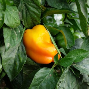 Poivron Quadrato d'Asti Giallo Bio - 0,2 gramme