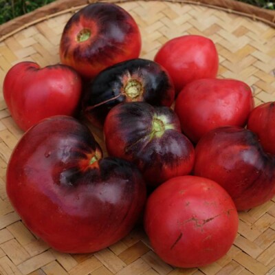 Tomate Italienne (type Beefsteak) Bio - La Boîte à Graines