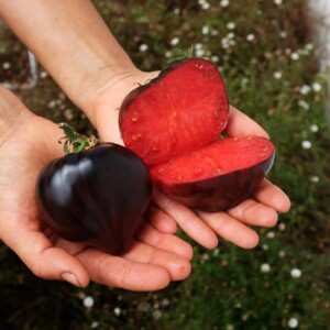 Gros fruit de tomate Cœur de Bœuf Bleu à la peau bleu-violacée.