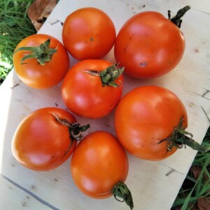 Tomate Kaki Coing Bio - 0,2 gramme