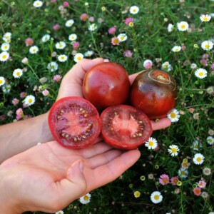 Tomate De Barao Black Bio - 0,2 gramme