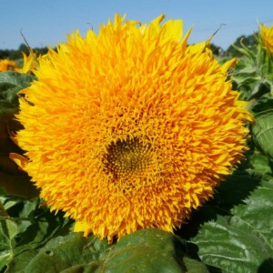 Tournesol Teddy Bear Bio - 20 graines