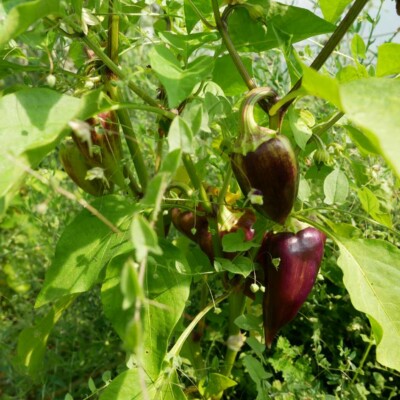 Graines Bio de Poivron Purple Bell