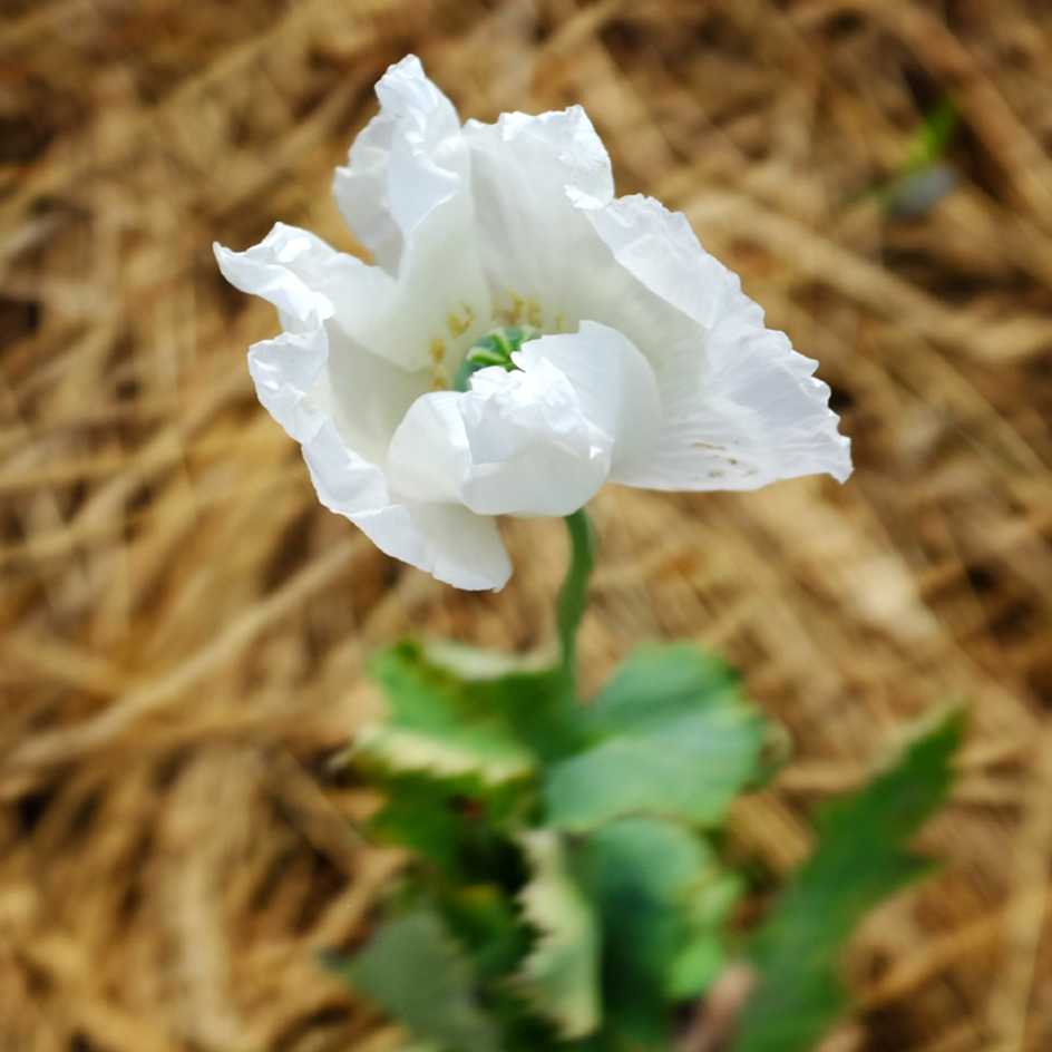 Les graines de pavot - Tout sur le pavot (Papaver somniferum