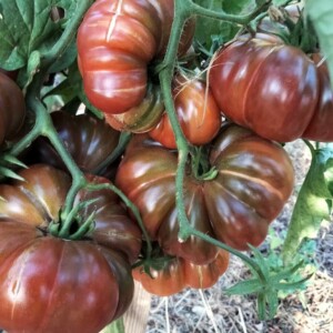 Tomate Purple Calabash Bio - 0.2 gramme