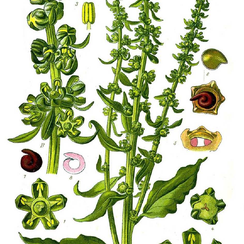 Graines D'épinard Perpétuel 'Erbette' Bio - Beta Vulgaris - Environ 50 Graines - Variété Reproductible, Non Hybride