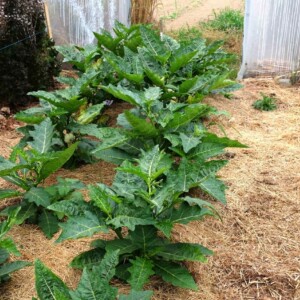 Aubergine Africaine Gboma Kombara Bio - 0,25 gramme