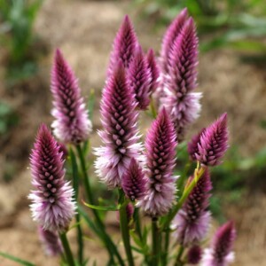 Celosie 'Pink Flamingo' Bio - 0,2 gramme C1