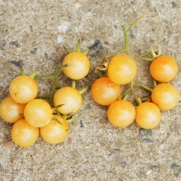 Coffret de graines Légumes anciens 10 variétés - Le Colibri, boutique en  ligne