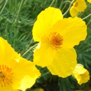 Hunnemannia fumariifolia Bio - 0,3 gramme