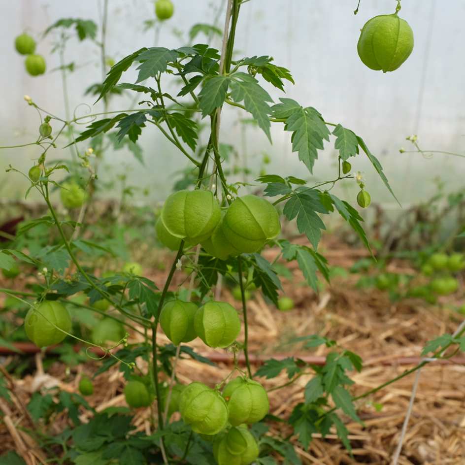 cardiospermum-halicacabum-bio-semence-la-boite-a-graines-2025 (3)_WEB Le Pois de Cœur produit des graines de couleur noire avec un cœur blanc enfermés dans un calice ressemblant à une lanterne.