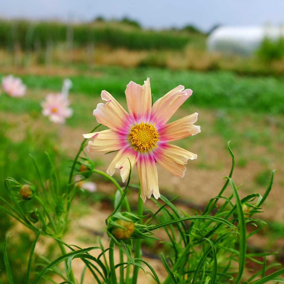 Fleurs