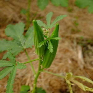 Gombo 'Clemson Spineless' Bio - 1,5 gramme