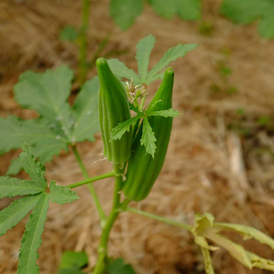 Gombos / Okras