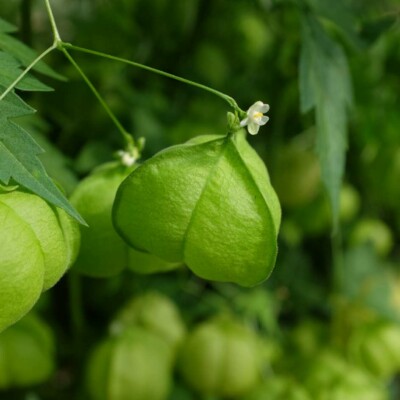 Le Pois de Cœur produit des graines de couleur noire avec un cœur blanc enfermés dans un calice ressemblant à une lanterne.