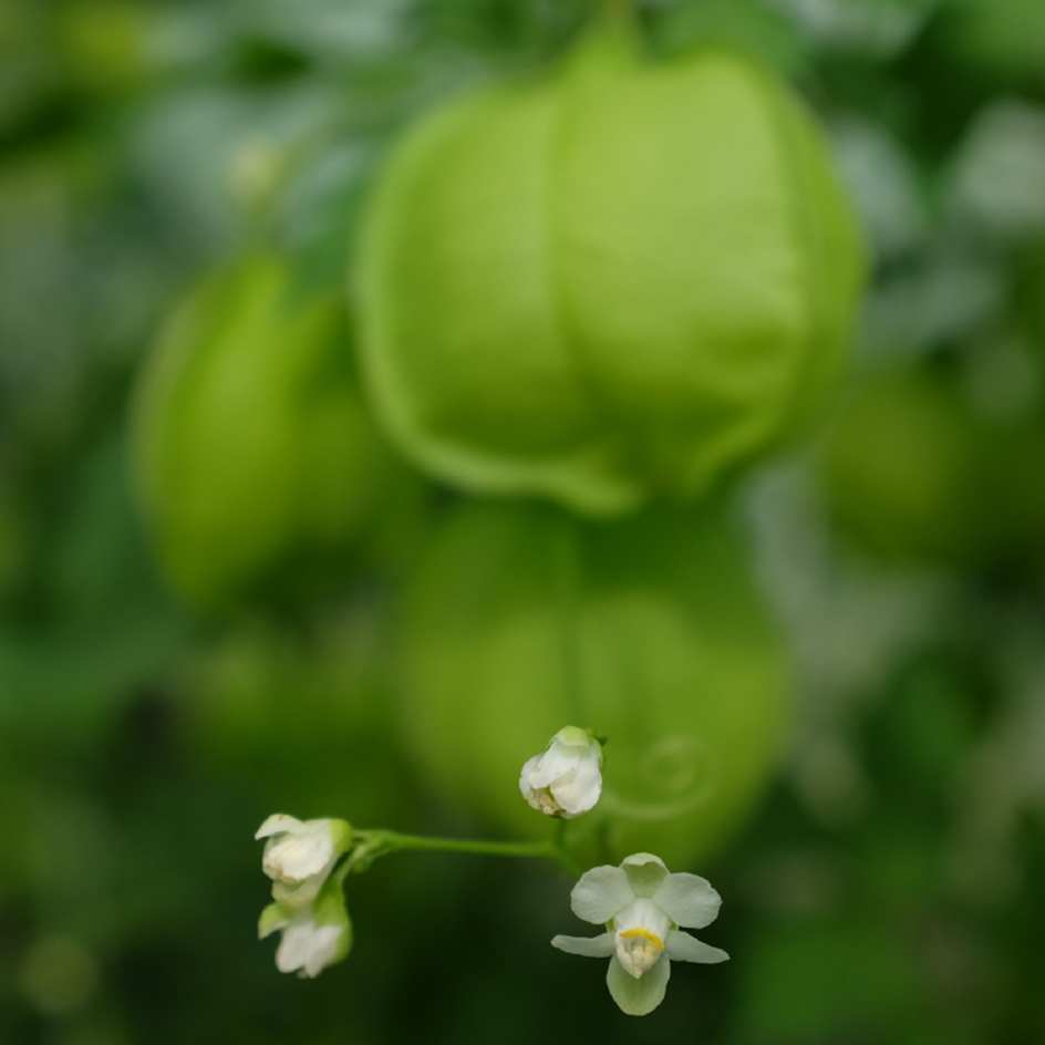 pois-de-coeur-bio-semence-la-boite-a-graines-2025 (4)_WEB