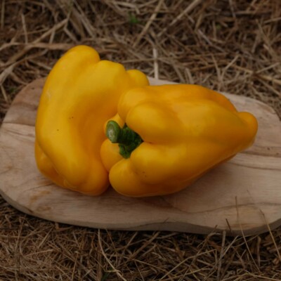 Poivron Quadrato d'Asti Giallo Bio