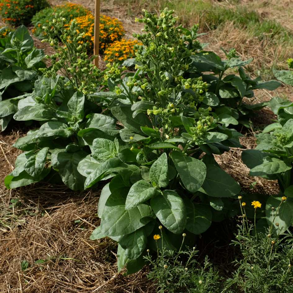 tabac hopi (2)_WEB Tabac Hopi