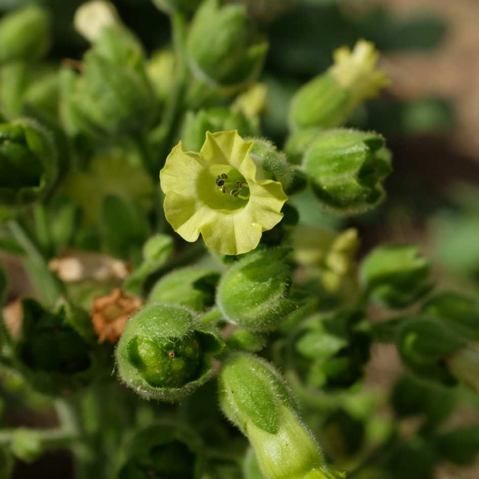 tabac hopi (6)_WEB Tabac Hopi