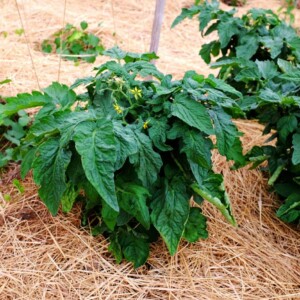 Tomate Petit Arbre Bio - 0,2 gramme