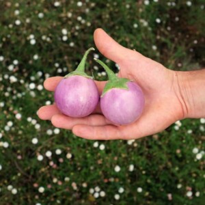 Aubergine Lao Lavender Bio - 0,2 gramme