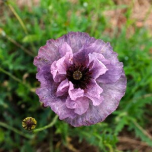Coquelicot Amazing Grey Bio - 0,1 gramme
