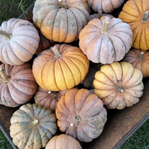 Courge Musquée Banat Bio - 12 graines