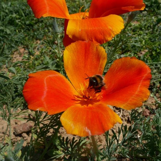 Fleurs annuelles