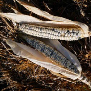 Maïs Grains Winnebago Bio - 40 graines