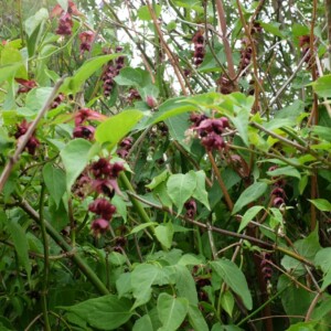 Leycesteria formosa Bio - 0,1 gramme