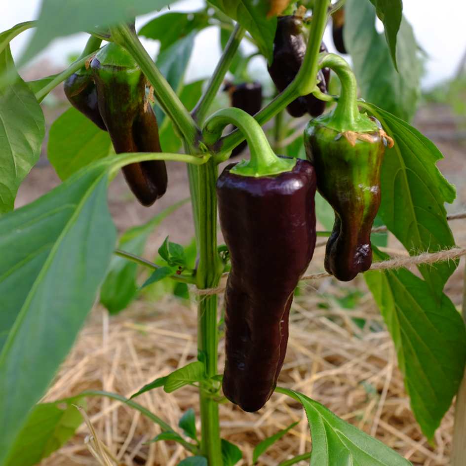 Graines De Poivron Black Night Bio La Bo te Graines