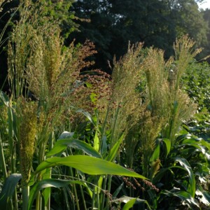 Sorgho Dwarf Mayo Bio - 3 grammes