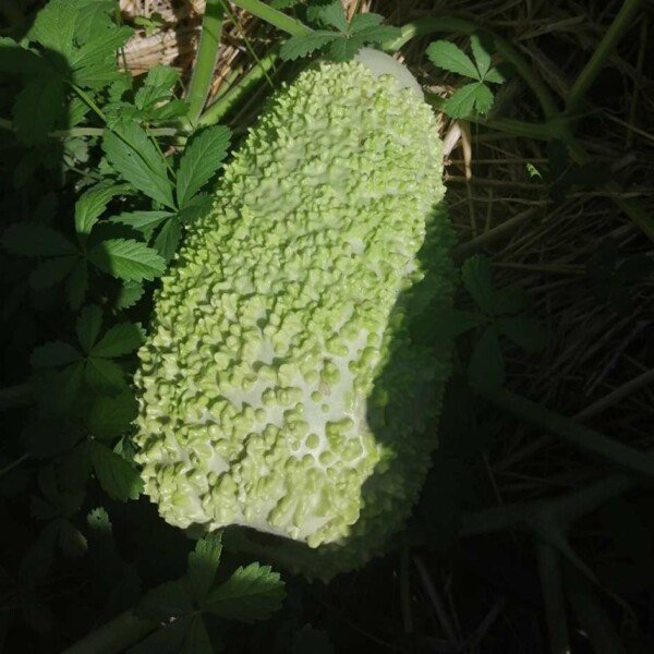 Verruqueuse Gourde Verruqueuse de Maurice Bio - La Boîte à Graines