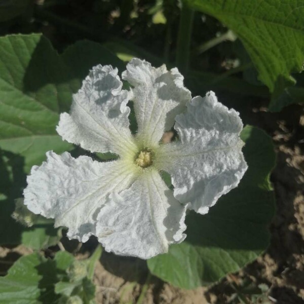 Verruqueuse Gourde Verruqueuse de Maurice Bio - La Boîte à Graines