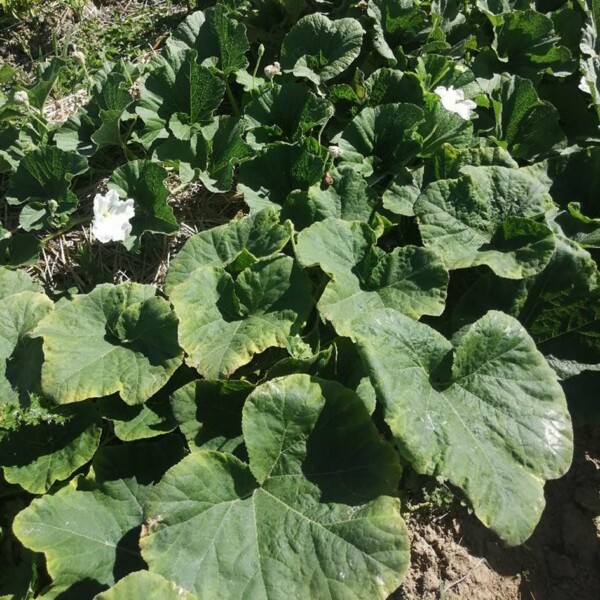 Verruqueuse Gourde Verruqueuse de Maurice Bio - La Boîte à Graines