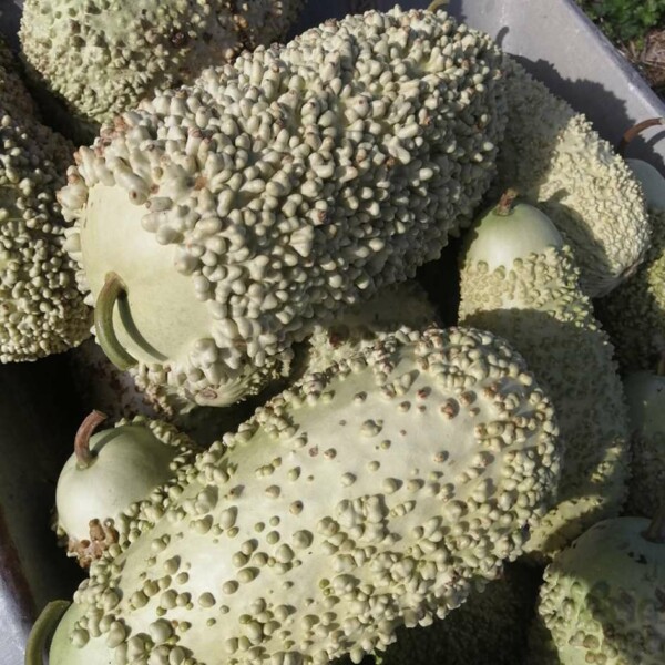 Verruqueuse Gourde Verruqueuse de Maurice Bio - La Boîte à Graines