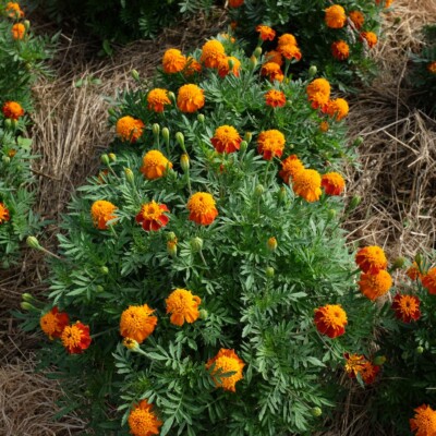 oeillet d'inde orange flame