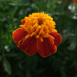 oeillet d'inde orange flame